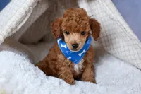 Tucker, a male Poodle - Toy  for sale in Fresno, OH – Photo 1 of 10