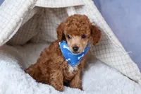 Tucker, a male Poodle - Toy  for sale in Fresno, OH – Photo 9 of 10