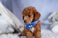 Tucker, a male Poodle - Toy  for sale in Fresno, OH – Photo 3 of 10