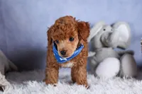 Tucker, a male Poodle - Toy  for sale in Fresno, OH – Photo 7 of 10
