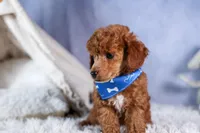 Tucker, a male Poodle - Toy  for sale in Fresno, OH – Photo 2 of 10