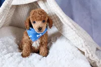 Tucker, a male Poodle - Toy  for sale in Fresno, OH – Photo 8 of 10