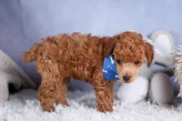 Tucker, a male Poodle - Toy  for sale in Fresno, OH – Photo 5 of 10