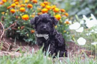 Randall, a male Yorkipoo for sale in Fresno, OH – 5 of 6