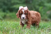Wilma, a female Cavapoo for sale in Fresno, OH – 4 of 10