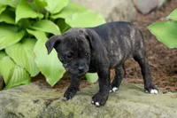 Melody 🎀, a female Staffordshire Bull Terrier for sale in Fresno, OH – 7 of 10