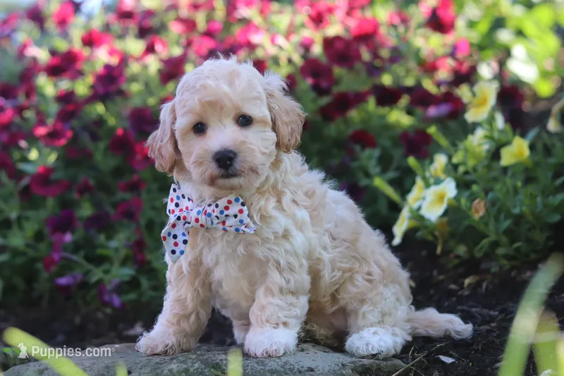Brodie – Havapoo puppy for sale in Fresno, OH
