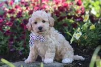 Brodie, a male Havapoo for sale in Fresno, OH – 1 of 5