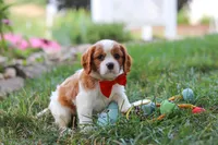 Carter, a male Cavalier King Charles Spaniel for sale in Fresno, OH – 6 of 9
