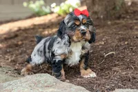 Brunson 🐶💙, a male Cocker Spaniel for sale in Fresno, OH – 3 of 10