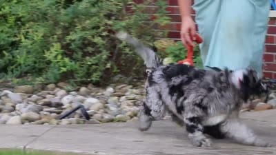 Amber, a female Newfypoo for sale in Fresno, OH – 5 of 5