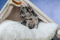 💗 Jovie, a female French Bulldog for sale in Fresno, OH – 7 of 10