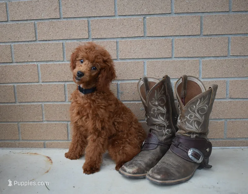 Denver 💕🐶 – Poodle - Miniature  puppy for sale in Fresno, OH