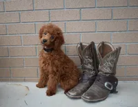 Denver 💕🐶, a male Poodle - Miniature  for sale in Fresno, OH – 1 of 10