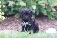 Ricky, a male Yorkipoo for sale in Fresno, OH – 4 of 6
