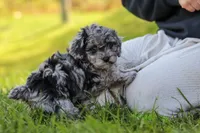 Mason, a male Poodle - Miniature  for sale in Fresno, OH – 9 of 10