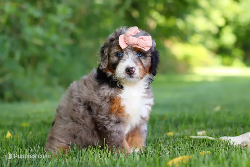 Dixie – Miniature Bernedoodle puppy on hold in Fresno, OH