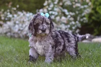 Amber, a female Newfypoo for sale in Fresno, OH – 4 of 6