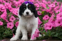  Priscilla, a female Cavapoo for sale in Fresno, OH – 2 of 9