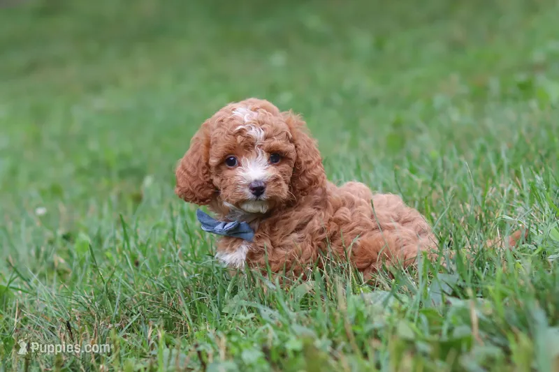 Jaxon – Cavapoo puppy for sale in Fresno, OH