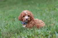 Jaxon, a male Cavapoo for sale in Fresno, OH – 1 of 9