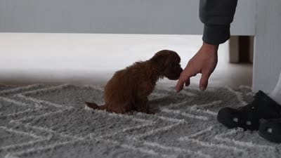Brielle, a female Cavapoo for sale in Fresno, OH – 7 of 7