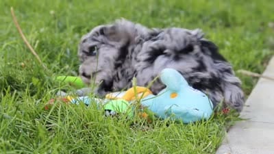 Mason, a male Poodle - Miniature  for sale in Fresno, OH – 10 of 10