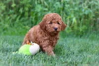 Jennifer, a female Goldendoodle for sale in Fresno, OH – 5 of 8