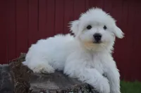 Justin , a male Maltese for sale in Fresno, OH – 3 of 10