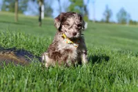 Roscoe, a male Newfypoo for sale in Fresno, OH – 2 of 8