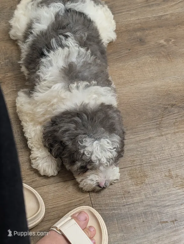 Gabby 🩷🐶 – Cavapoo puppy for sale in Fresno, OH