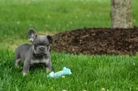 Kilo , a male French Bulldog for sale in Fresno, OH – 8 of 10