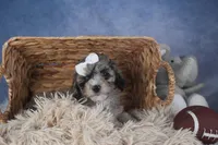 Remington, a male Poodle - Miniature  for sale in Fresno, OH – Photo 7 of 10