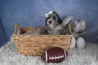 Remington, a male Poodle - Miniature  for sale in Fresno, OH – Photo 8 of 10