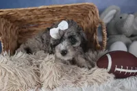 Remington, a male Poodle - Miniature  for sale in Fresno, OH – Photo 9 of 10