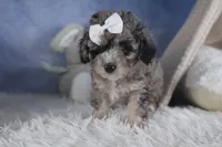 Remington, a male Poodle - Miniature  for sale in Fresno, OH – Photo 3 of 10