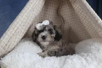 Remington, a male Poodle - Miniature  for sale in Fresno, OH – Photo 6 of 10