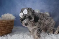 Remington, a male Poodle - Miniature  for sale in Fresno, OH – Photo 2 of 10