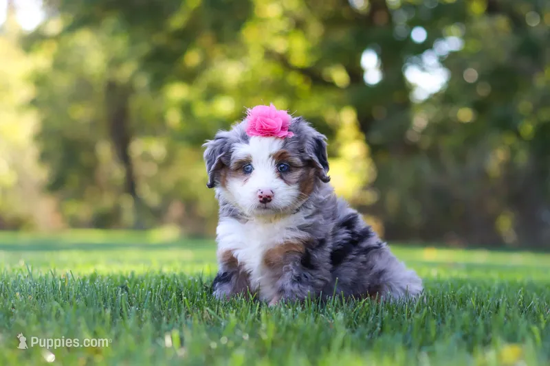 Taylor – Miniature Bernedoodle puppy for sale in Fresno, OH