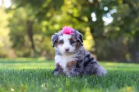Taylor, a female Miniature Bernedoodle for sale in Fresno, OH – 1 of 8