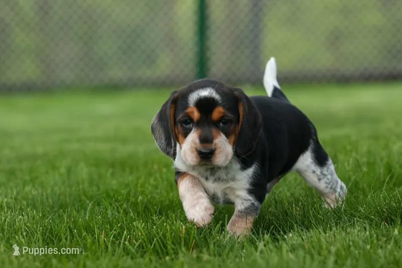 Cypress 🦴🐶 – Beagle puppy for sale in Fresno, OH