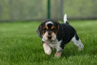 Cypress 🦴🐶, a male Beagle for sale in Fresno, OH – 1 of 10