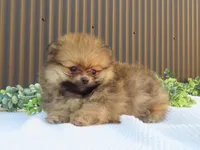 Peanut 🩵🐾, a male Pomeranian for sale in Fresno, OH – 3 of 10