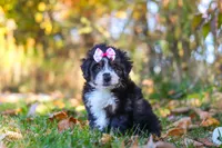 Olivia, a female Miniature Bernedoodle for sale in Fresno, OH – 5 of 6