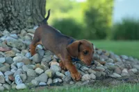 Hunter 💙🐾, a male Miniature Dachshund for sale in Fresno, OH – 8 of 10
