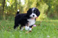 Missy, a female Miniature Bernedoodle for sale in Fresno, OH – 3 of 5