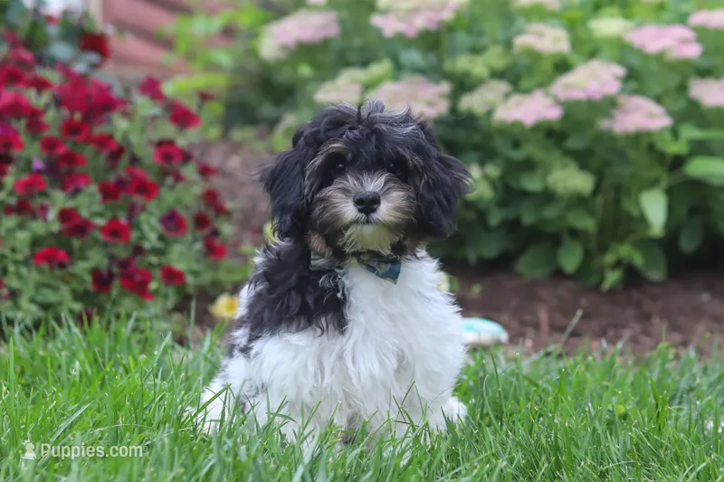 Joey – Havapoo puppy for sale in Fresno, OH