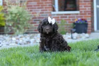 Daisy, a female Newfypoo for sale in Fresno, OH – 2 of 6
