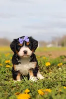 Kayla , a female Miniature Bernedoodle for sale in Fresno, OH – Photo 3 of 6