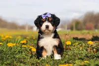 Kayla , a female Miniature Bernedoodle for sale in Fresno, OH – Photo 2 of 6